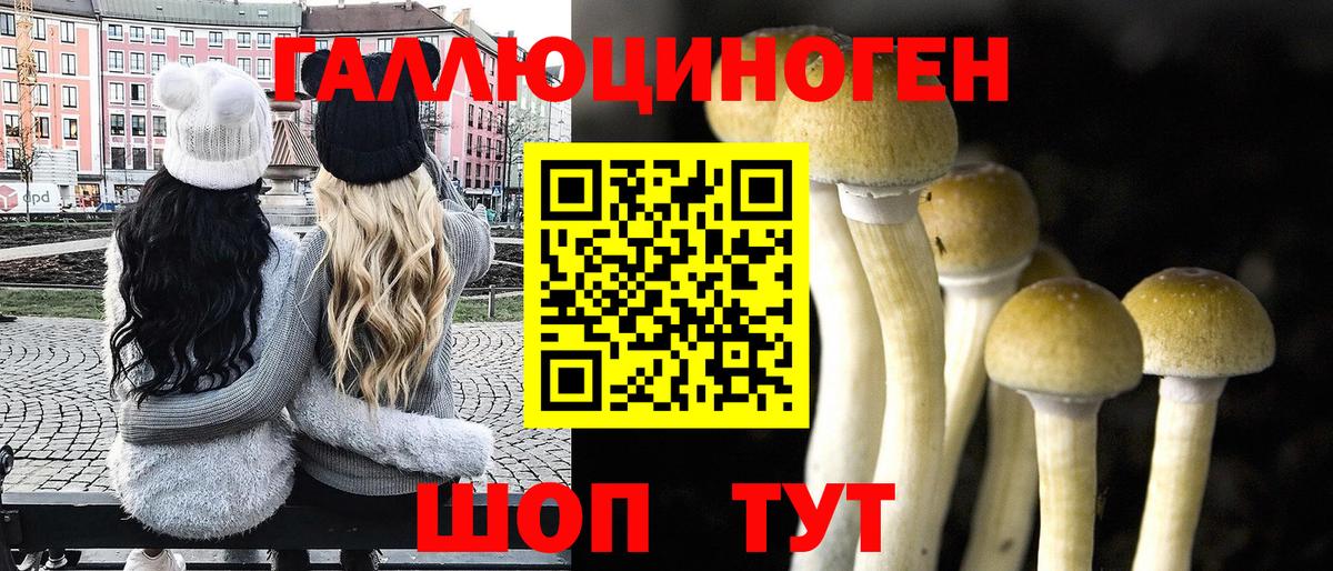 Псилоцибиновые грибы Psilocybine cubensis Пугачёв